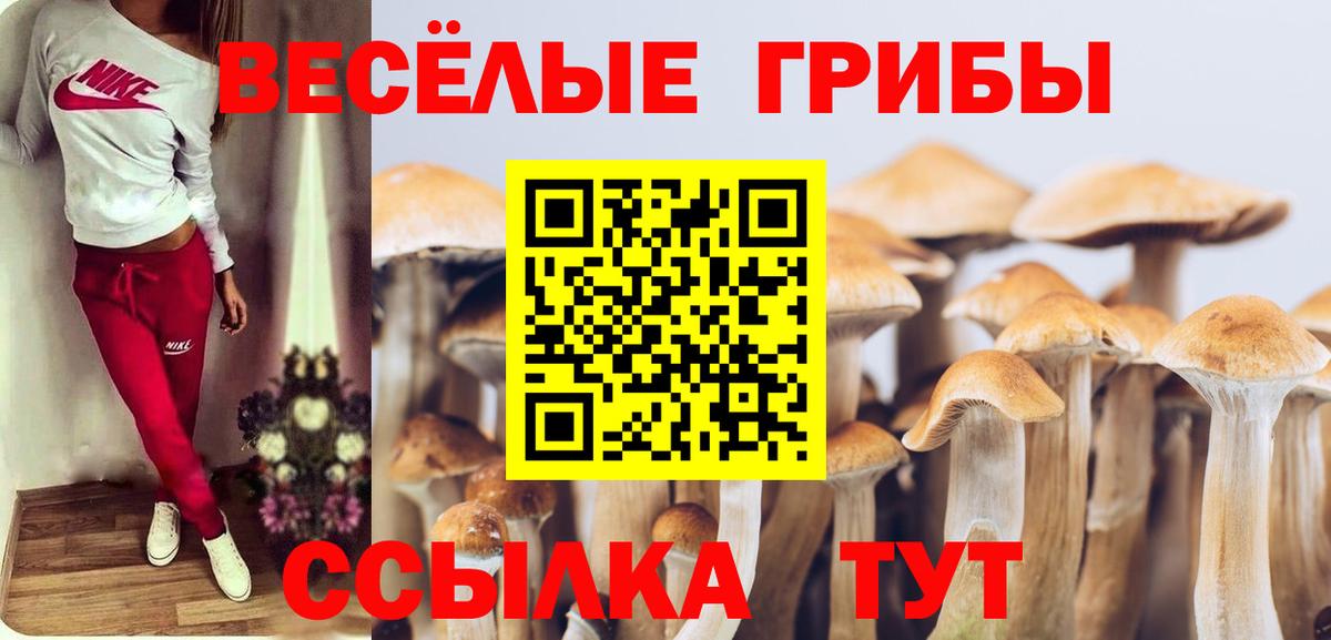 Псилоцибиновые грибы Psilocybe  Вход с VPN  Свободный 